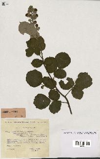 spécimen de Rubus ulmifolius