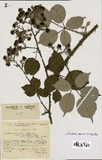 spécimen de Rubus godronii