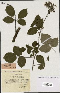 spécimen de Rubus godronii