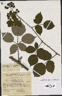 spécimen de Rubus godronii