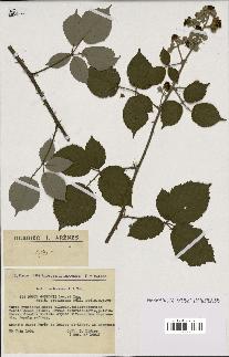 spécimen de Rubus godronii