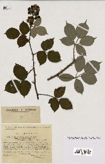 spécimen de Rubus godronii