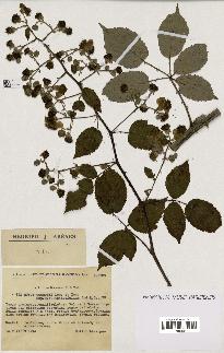 spécimen de Rubus godronii