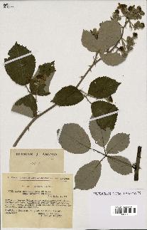 spécimen de Rubus godronii