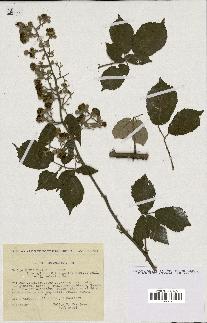 spécimen de Rubus ulmifolius