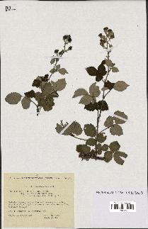 spécimen de Rubus ulmifolius