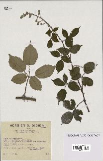 spécimen de Rubus ulmifolius