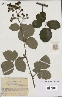 spécimen de Rubus ulmifolius