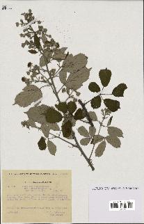 spécimen de Rubus ulmifolius