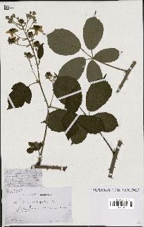 spécimen de Rubus clethrophilus