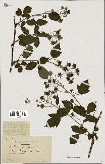 spécimen de Rubus clethrophilus