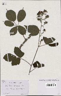 spécimen de Rubus clethrophilus