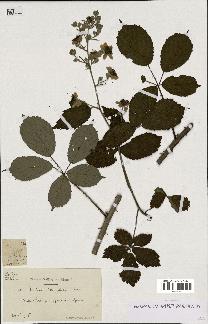 spécimen de Rubus clethrophilus