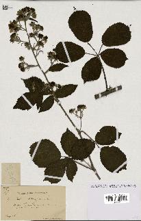 spécimen de Rubus clethrophilus