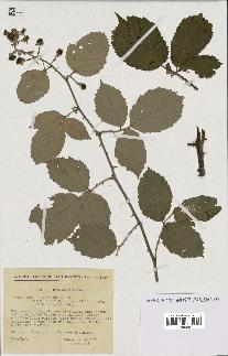 spécimen de Rubus ulmifolius