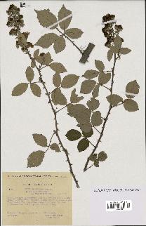 spécimen de Rubus ulmifolius