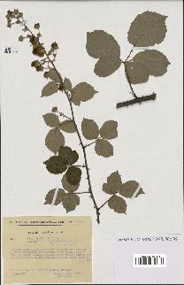 spécimen de Rubus ulmifolius