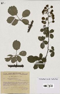 spécimen de Rubus ulmifolius