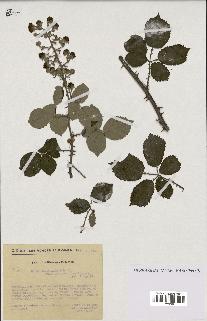 spécimen de Rubus ulmifolius