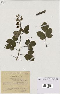 spécimen de Rubus ulmifolius