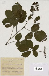 spécimen de Rubus pyramidalis