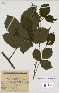 spécimen de Rubus pyramidalis