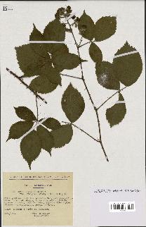 spécimen de Rubus pyramidalis