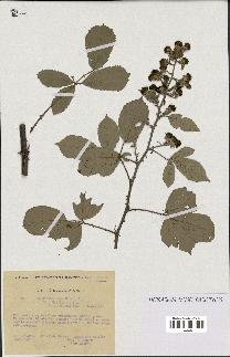 spécimen de Rubus ulmifolius