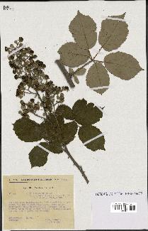 spécimen de Rubus ulmifolius