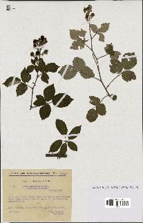 spécimen de Rubus ulmifolius