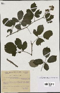 spécimen de Rubus ulmifolius