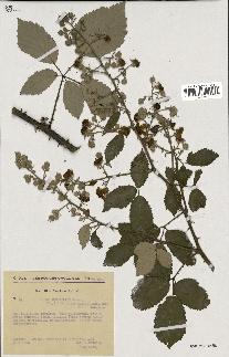 spécimen de Rubus ulmifolius