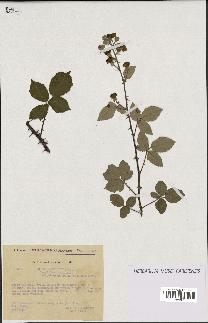 spécimen de Rubus ulmifolius