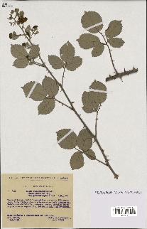 spécimen de Rubus ulmifolius