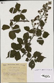 spécimen de Rubus ulmifolius