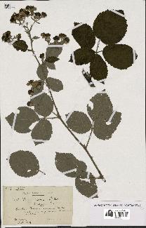 spécimen de Rubus procerus