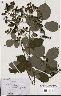 spécimen de Rubus procerus