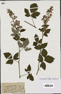spécimen de Rubus tomentosus