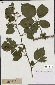 spécimen de Rubus villicaulis