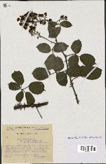 spécimen de Rubus ulmifolius