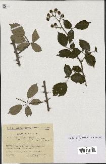 spécimen de Rubus ulmifolius