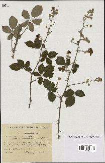 spécimen de Rubus ulmifolius