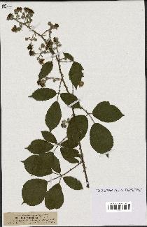 spécimen de Rubus rhamnifolius