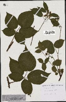 spécimen de Rubus nessensis