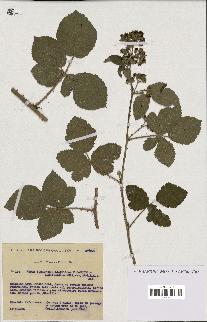spécimen de Rubus tomentosus