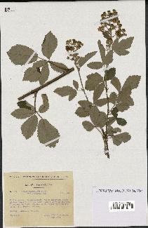 spécimen de Rubus tomentosus