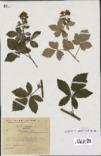 spécimen de Rubus tomentosus