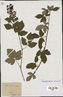 spécimen de Rubus tomentosus