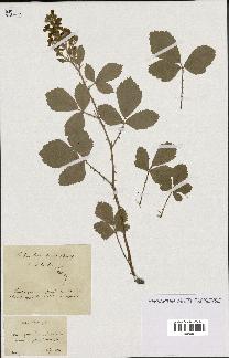 spécimen de Rubus tomentosus