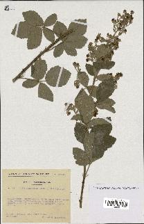 spécimen de Rubus tomentosus